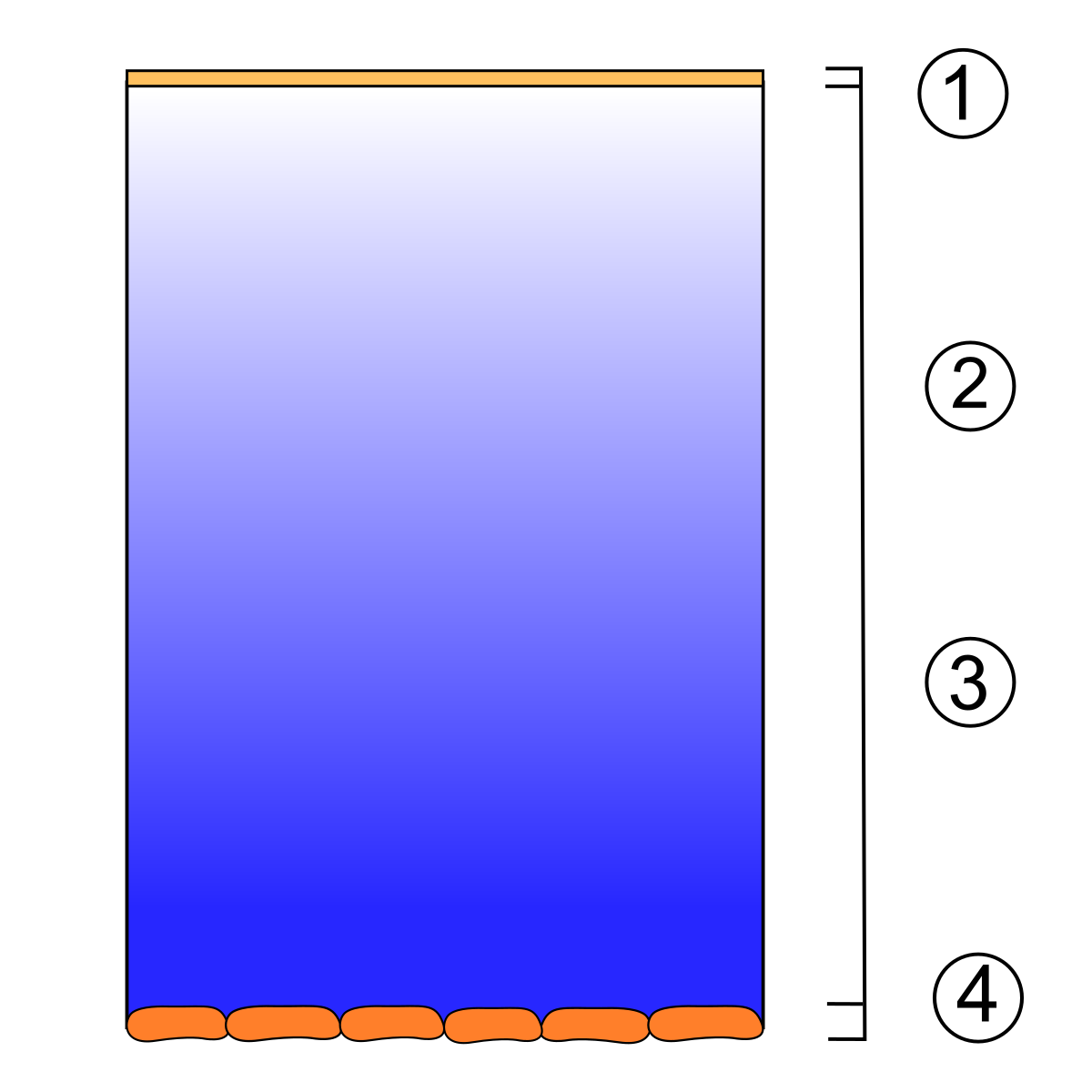 Esquema numerado das camadas do filme lacrimal e do epitélio da córnea.