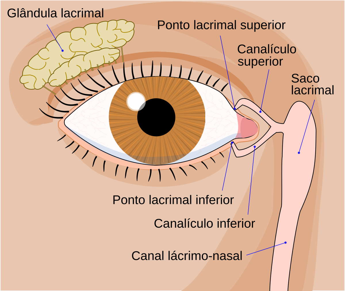 Diagrama em português da glândula lacrimal, dos pontos e canalículos lacrimais, do saco lacrimal e do canal nasolacrimal.